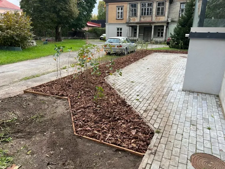 Elupuude hekk – Elupuud24 töö 3
