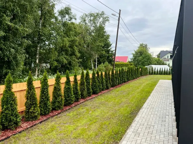 Elupuude hekk – Elupuud24 töö 7