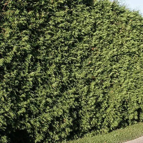 Thuja Brabant